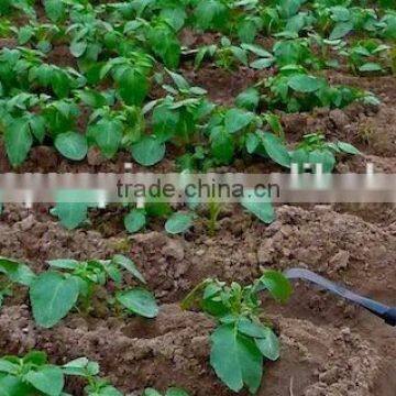 16mm PE Pipe for Drip Irrigation ,Plastic Irrigation Pipe, Agricultural Irrigation Pipe photo-4