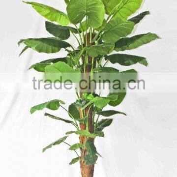Wholesale Outdoor Use Potted Plants photo-6