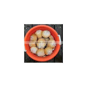 Live Giant Scallop photo-2