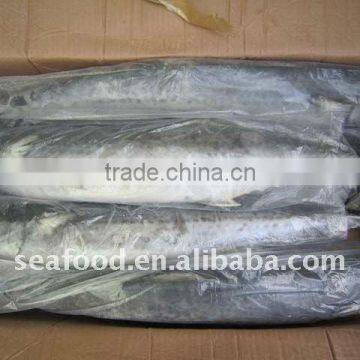 frozen king fish mackerel