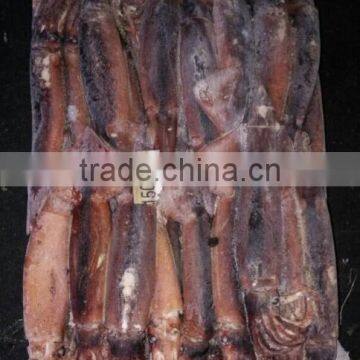 Frozen W/R Squid Illex Argentinus photo-4