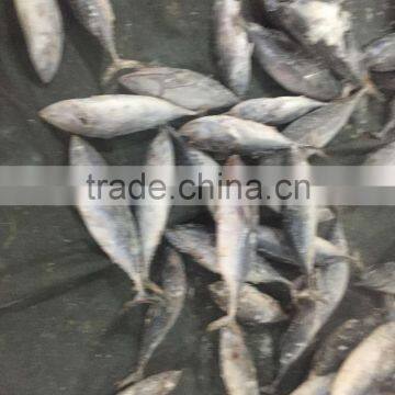Frozen Bonito Tuna 750g up for Sale photo-2