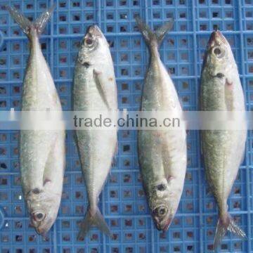 Frozen Horse Mackerel photo-5