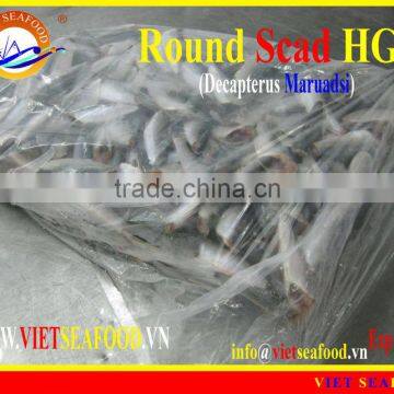 FROZEN ROUND SCAD HGT photo-2
