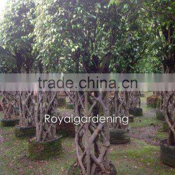 Ficus benjamina cage shape (topiary plant)