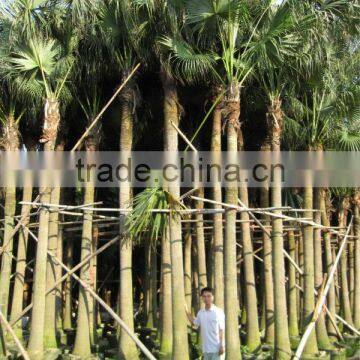 Livistona chinensis (Chinese fan palm)