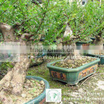 Ulmus Pumila bonsai trees potted