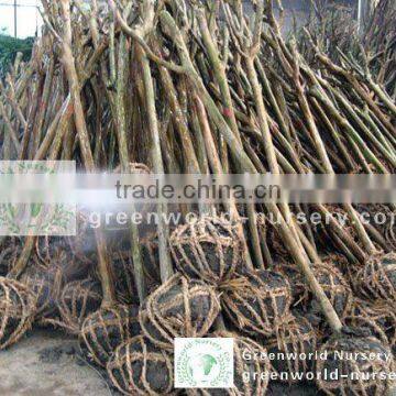 lagerstroemia indica potted landscaping trees