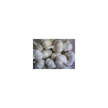 Organic Fresh Normal White Garlic Liliaceous Vegetable , 20kg / Mesh Bag