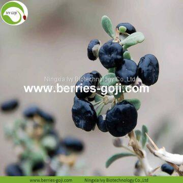 Factory Supply Dried Black Goji photo-2