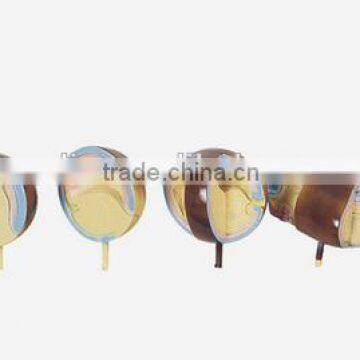 Vertebral Animal Development Model photo-2