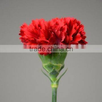 Fashion Mastor carnation flower as gift to women