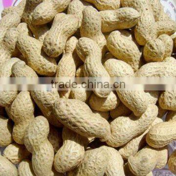 Best price new crop washed peanut in shell for sale