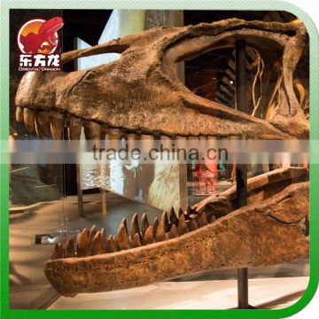 Fiberglass Museum Quality life size Dinosaur Skull Model