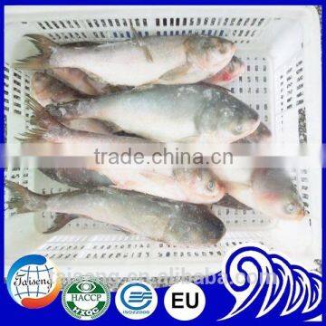 Frozen silver carp/Asian carp fresh fish