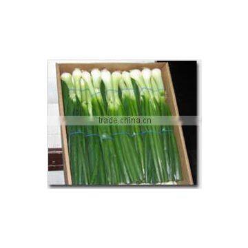 Fresh spring onion