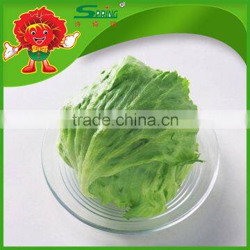 Fresh Green Oakleaf Lettuce