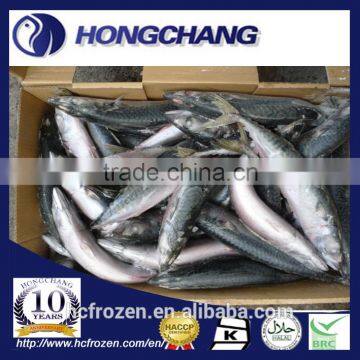 Frozen JAPAN Mackerel whole round