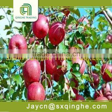 buy red star apples fruit wholesale