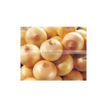 YELLOW ONION 2014 photo-3