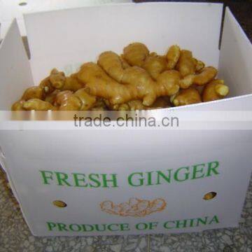 Organic Fresh Ginger photo-4