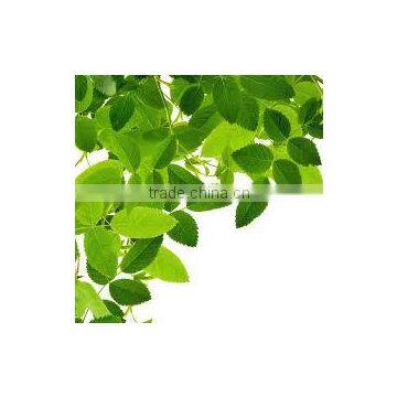 Alfalfa Extract