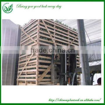 Indoor Dragon Tongue Plant photo-6