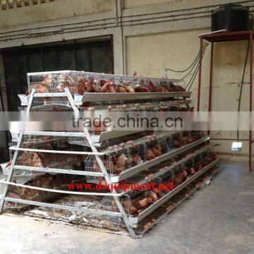 USD 800 coupon, free sample, trade assurance, no risk. 120, 160, 258 birds capacity cage for Kenya, send to guangzhou or nairobi