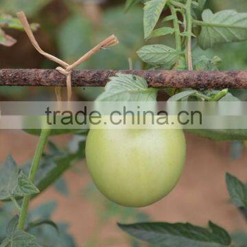 Vineyard and Garden Use Bio Kraft Paper Wire Twisted Rope photo-3