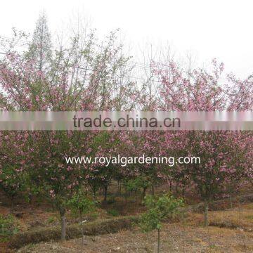 Prunus Serrulata photo-2