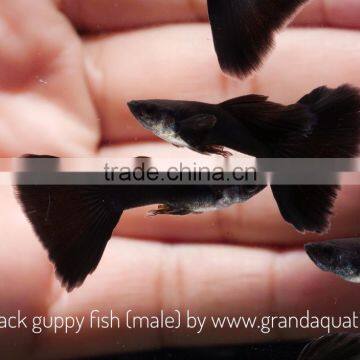 Full Black Guppy for Freshwater Aquarium Fish Export Company From Thailand