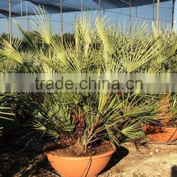 Chamaerops Humilis Cerifera photo-4