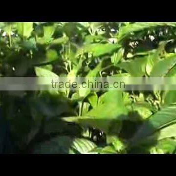 Dried Vasaka Leaf In Bulk