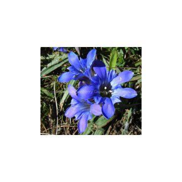 Gentian root P.E