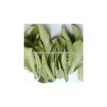DRIED GUAVA LEAVES photo-3