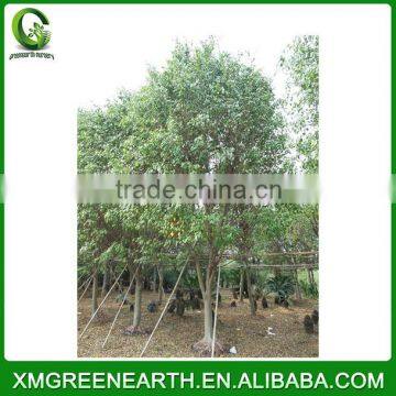 Ficus nitida big size (2)