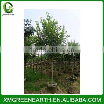 Bauhinia Blakeana Diameter 6-8cm (3) photo-3