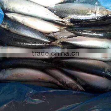 300-600G per pc Frozen Pacific Mackerel Fish From Ocean photo-3
