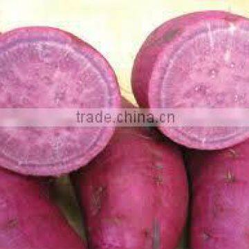 FRESH PURPLE SWEET POTATO - HIGH QUALITY - GOOD PRICE