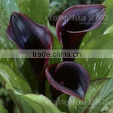Various New Coming Flower Calla Lily With 2 Flowers for Decoration