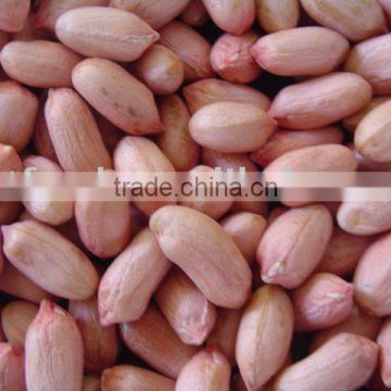 Groundnut Kernel