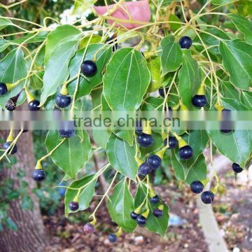 100% Natural Camphor Oil | Pure Camphor Oil