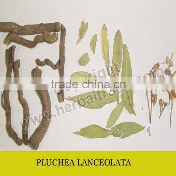 PLUCHEA LANCEOLATA