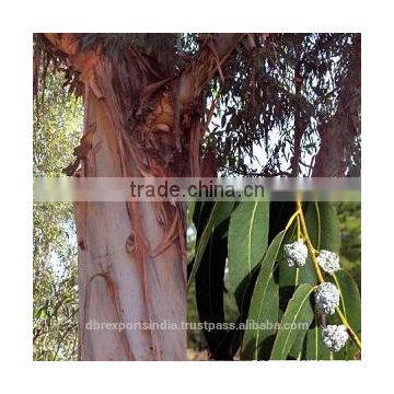 Eucalyptus Oil (Eucalyptus Globules)