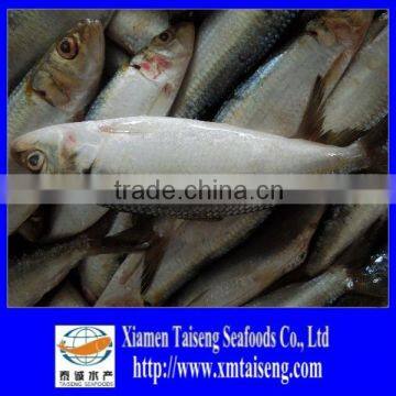 Low Price on Sale Frozen Sardine Fish for Bait