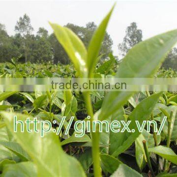 VIETNAM GREEN TEA