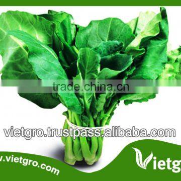 High Yield Kailan Kale Broccoli Seeds VGK 01/ Vegetable seeds