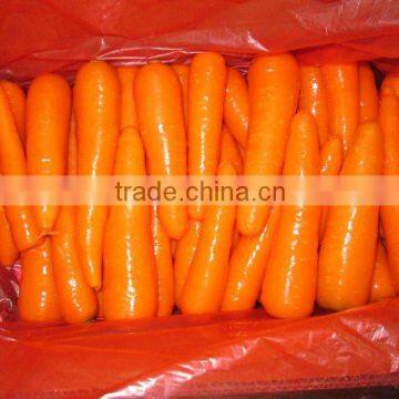 Chinese new corp fresh carrot(High Quality)