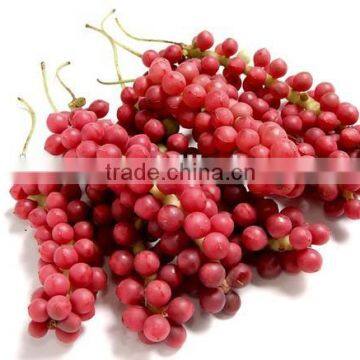 High Quality Schisandrins 2%-9% Schisandra Chinensis Extract photo-5