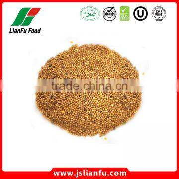 Dried Mustard yellow seeds